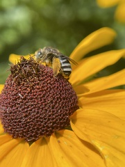 Melissodes subillatus