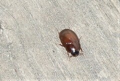 Cymbiodyta bifidus
