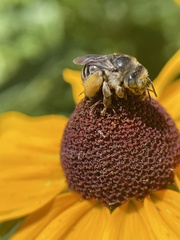 Melissodes subillatus
