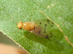 Homoneura fuscibasis