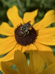 Melissodes subillatus