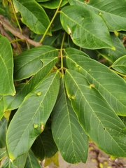 Lonchocarpus ferrugineus