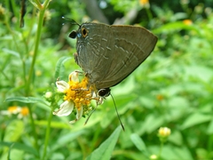 Deudorix epijarbas menesicles