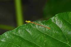 Ceriagrion auranticum