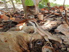 Leiocephalus cubensis