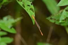 Ceriagrion auranticum