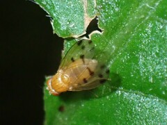 Homoneura fuscibasis