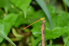 Ceriagrion auranticum