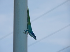 Anolis allisoni