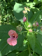 Impatiens glandulifera