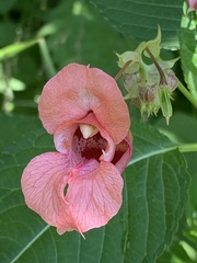 Impatiens glandulifera