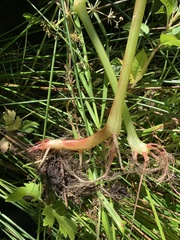 Impatiens glandulifera