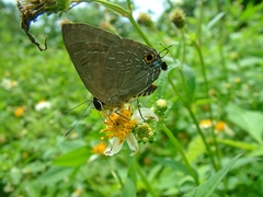 Deudorix epijarbas menesicles