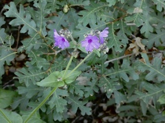 Mirabilis melanotricha