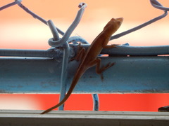 Anolis porcatus