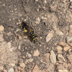 Philanthus gibbosus