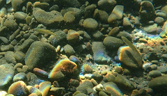 Ptychocheilus grandis