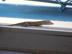 Anolis porcatus