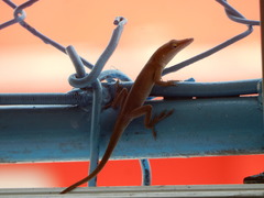 Anolis porcatus