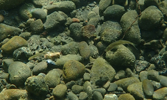 Ptychocheilus grandis