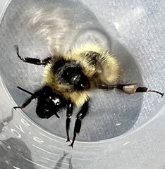 Bombus frigidus