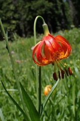 Lilium pardalinum vollmeri