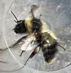 Bombus frigidus