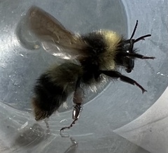 Bombus frigidus