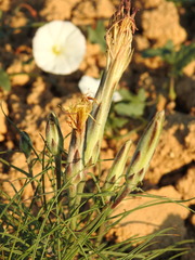 Scorzonera angustifolia