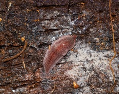 Australopacifica spectabilis