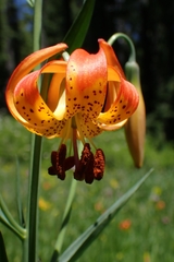 Lilium pardalinum vollmeri