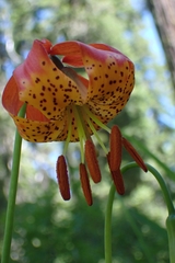 Lilium pardalinum vollmeri
