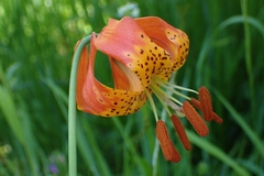 Lilium pardalinum vollmeri