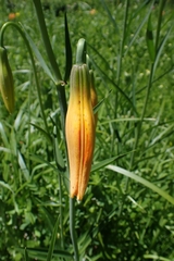 Lilium pardalinum vollmeri