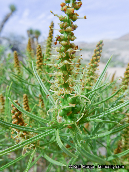 Stillingia paucidentata