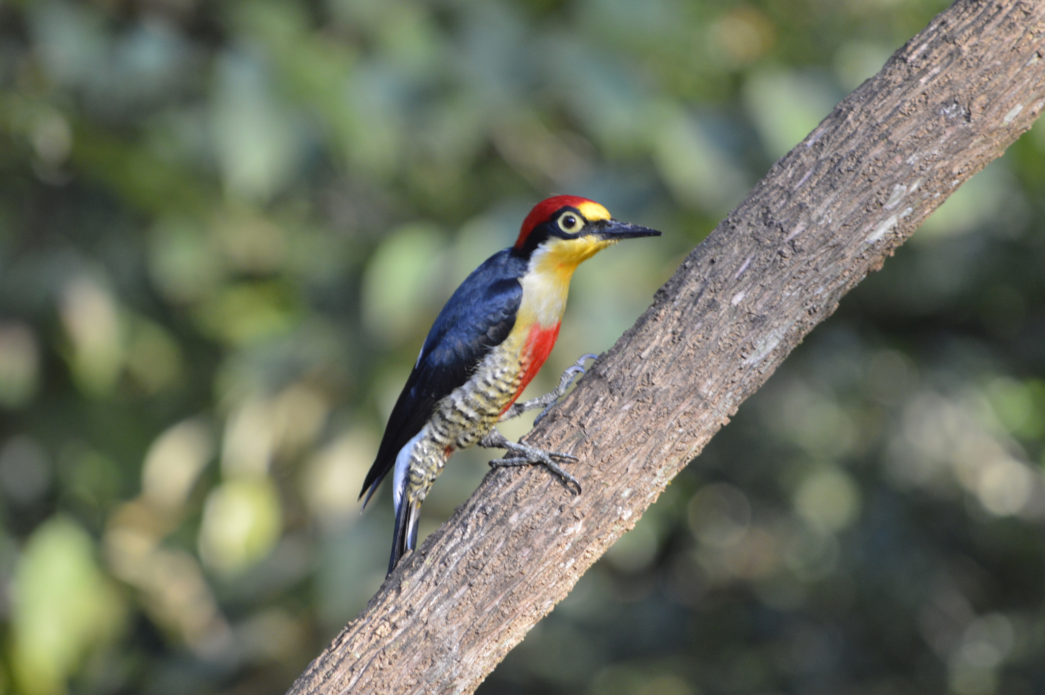 Yellow-fronted Woodpecker illustration