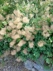 Cotinus coggygria