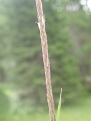 Calamagrostis varia