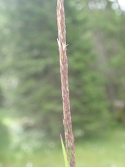 Calamagrostis varia