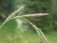 Calamagrostis varia
