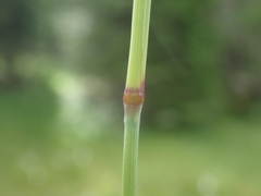 Calamagrostis varia