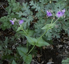 Mirabilis melanotricha