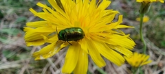 Cryptocephalus aureolus