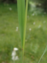 Calamagrostis varia