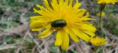 Cryptocephalus aureolus