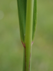 Calamagrostis varia