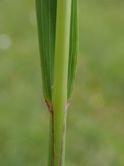Calamagrostis varia
