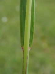 Calamagrostis varia
