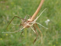 Calamagrostis varia