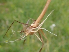 Calamagrostis varia